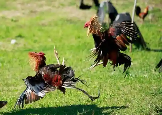 Sabung Ayam Online